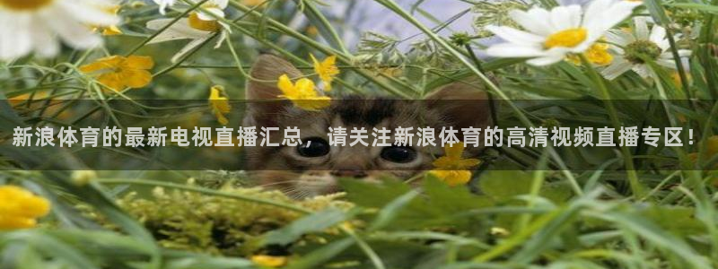 新浪体育的最新电视直播汇总，请关注新浪体育的高清视频直播专区！